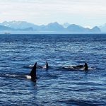 Späckhuggare i Alaska