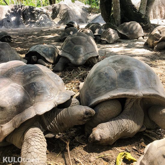 Sköldpaddor på La Digue Seychellerna